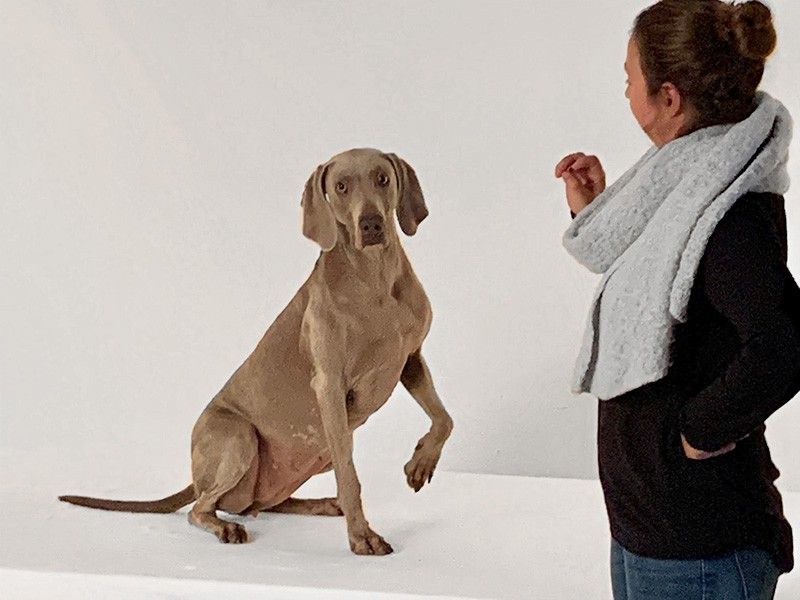 TierChip_Kontakt_Ansprechpartner